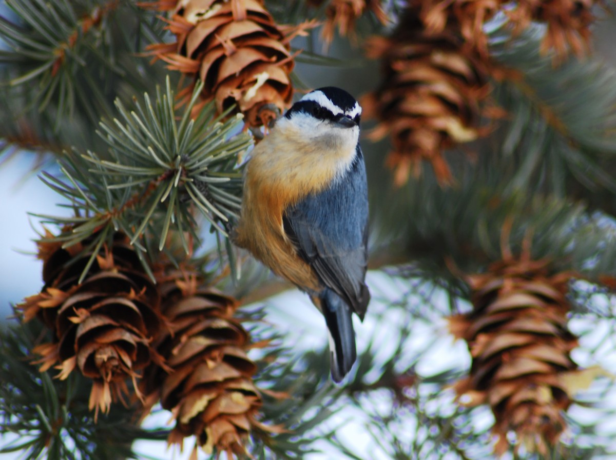 Red-breasted Nuthatch - Mike Ross