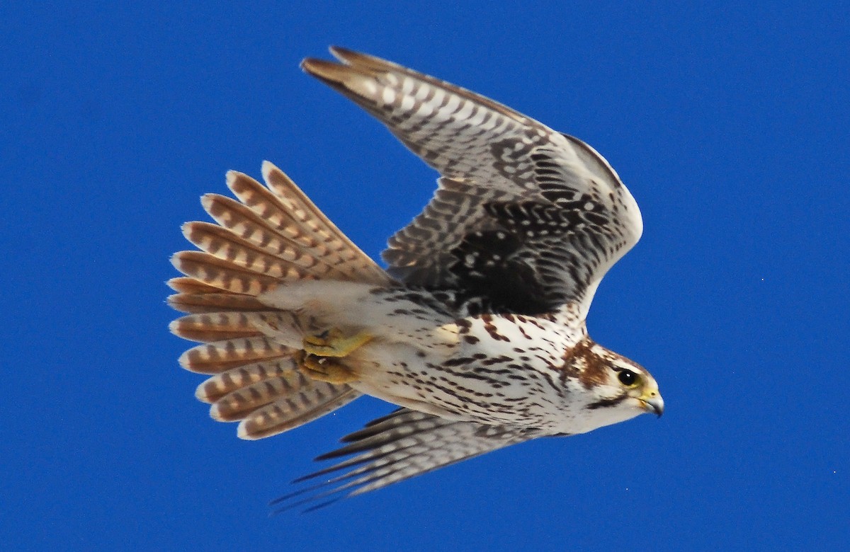Prairie Falcon - Mike Ross