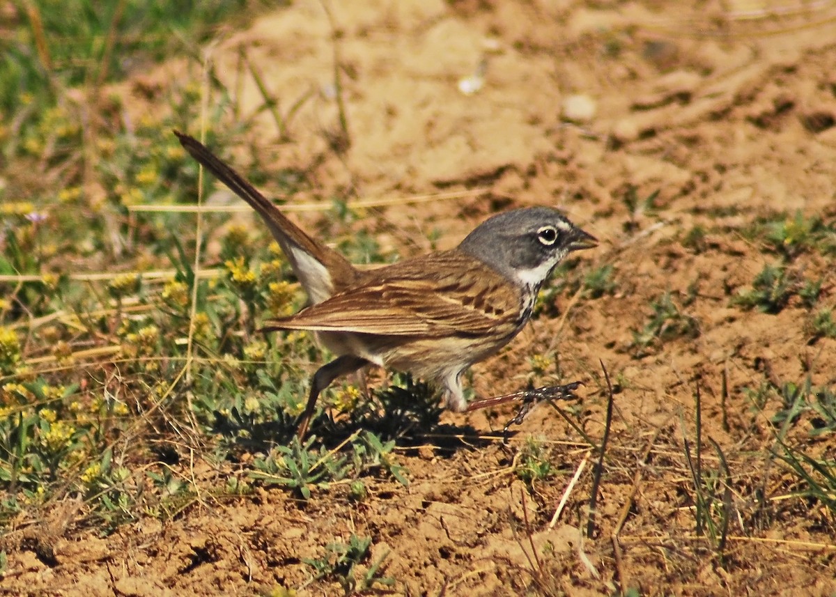 Sagebrush Sparrow - Mike Ross