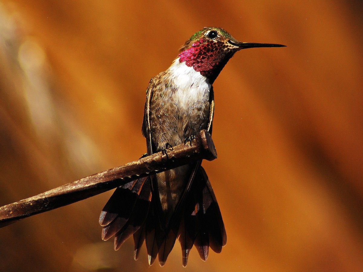 Broad-tailed Hummingbird - ML206148011