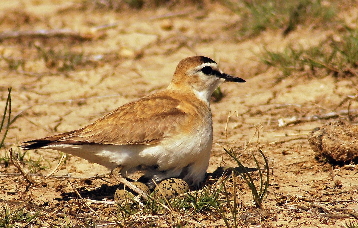 Mountain Plover - Mike Ross