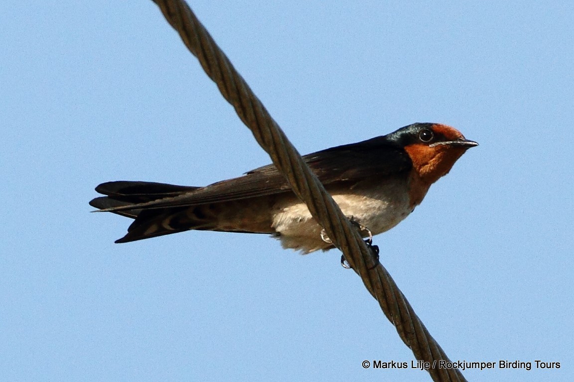 Pacific Swallow (Pacific) - ML206148171