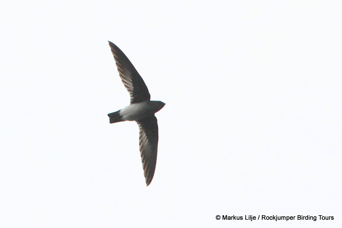 Papuan Spinetailed Swift - ML206148181