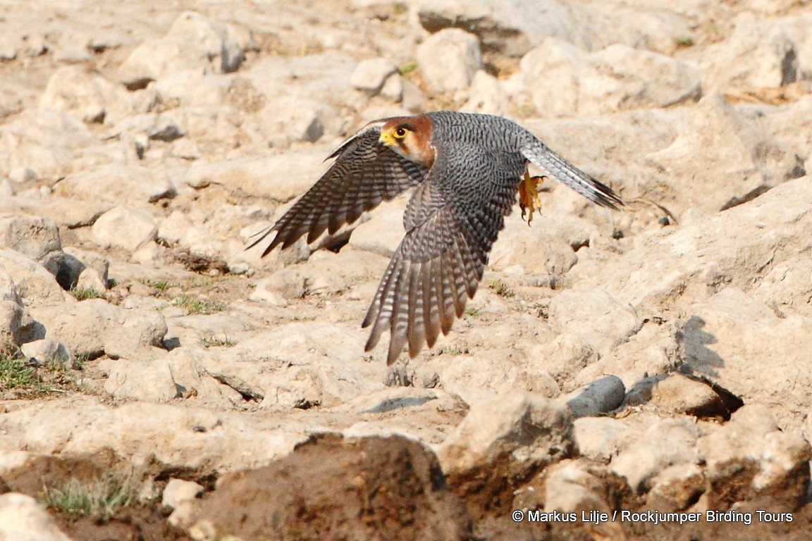 Red-necked Falcon (African) - ML206148411