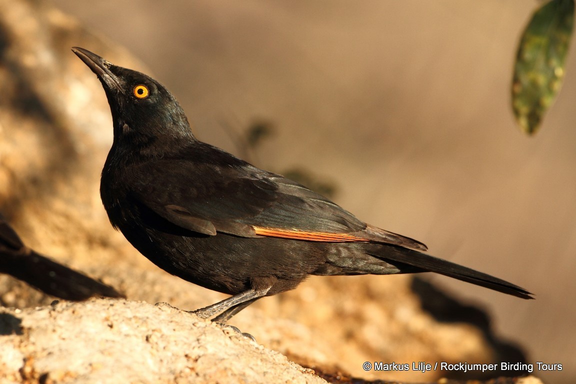 Pale-winged Starling - ML206148451