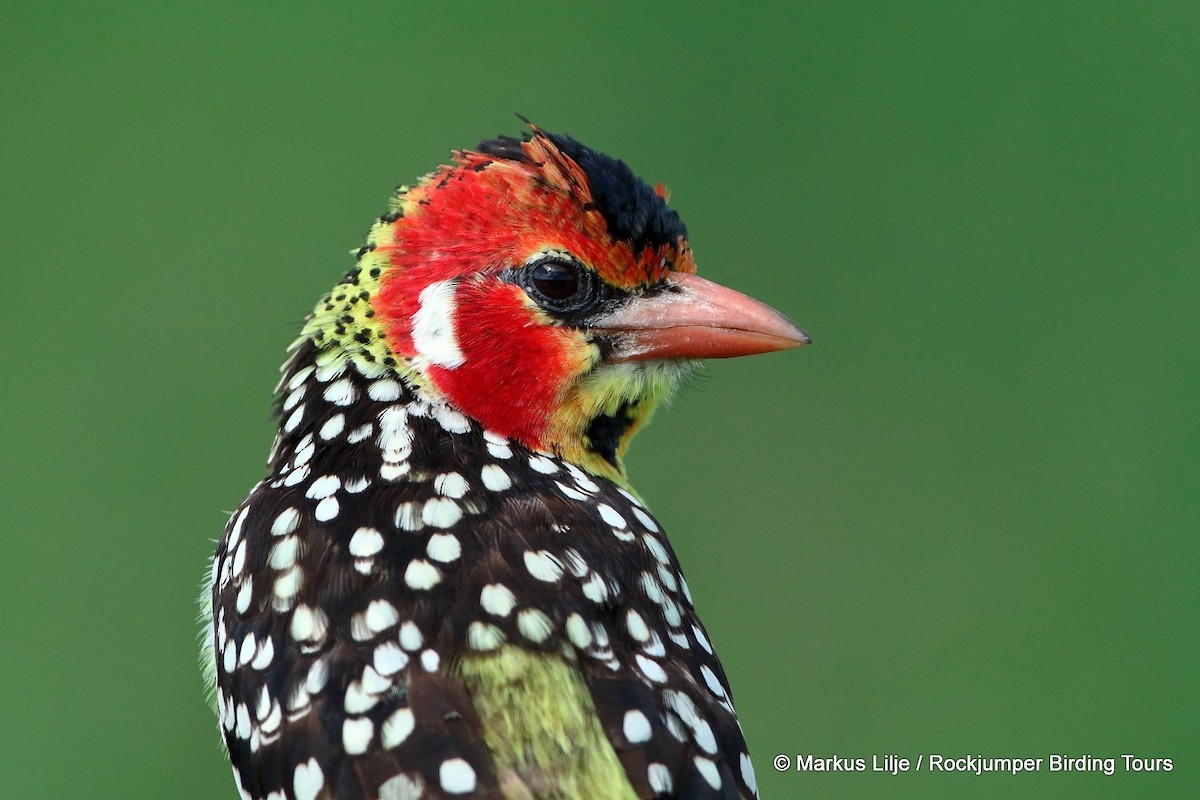 Red-and-yellow Barbet - ML206148491