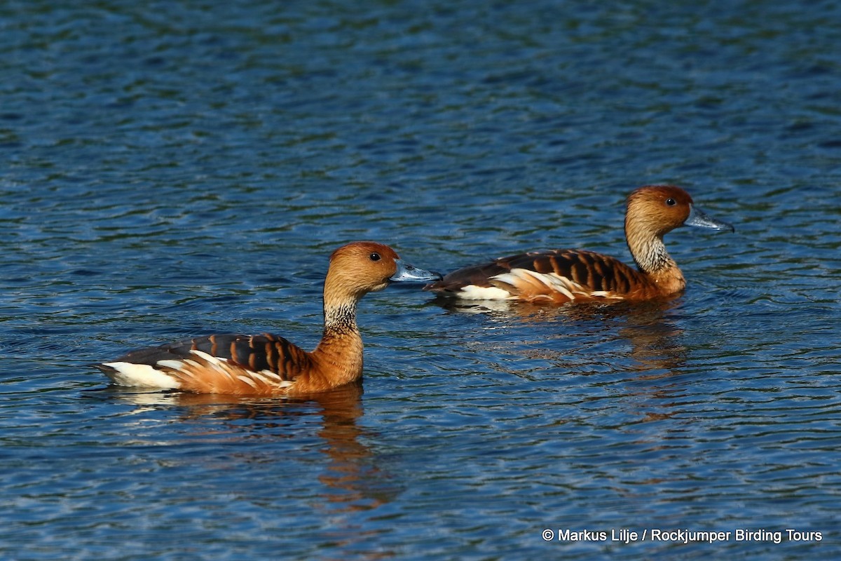 Fulvous Whistling-Duck - ML206148671