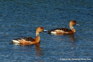 Fulvous Whistling-Duck, ML206148671