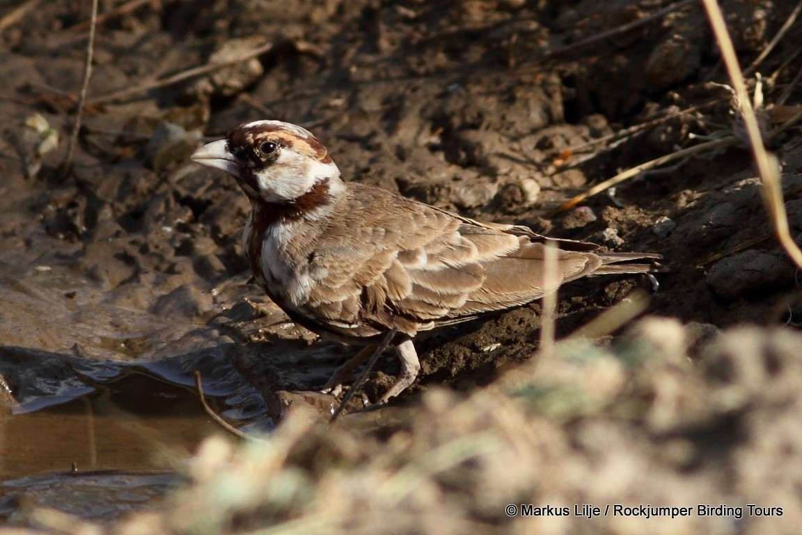 Chestnut-headed Sparrow-Lark - ML206148701