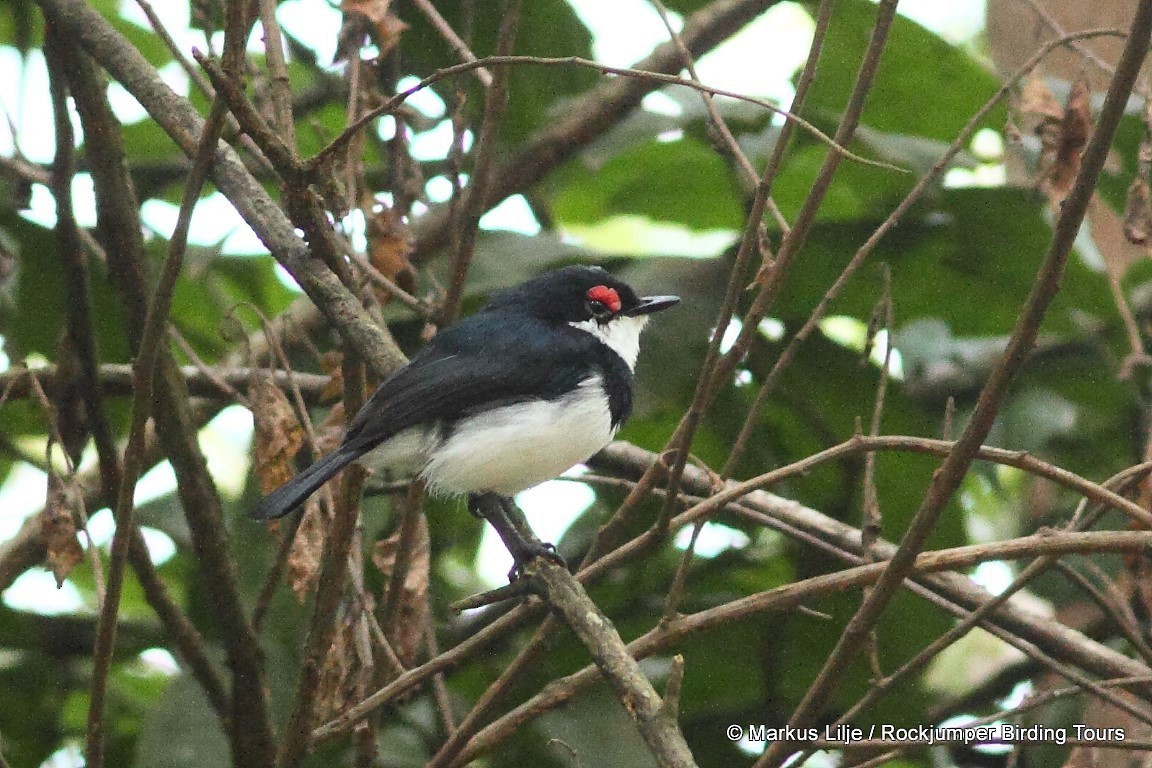 Banded Wattle-eye - ML206149031