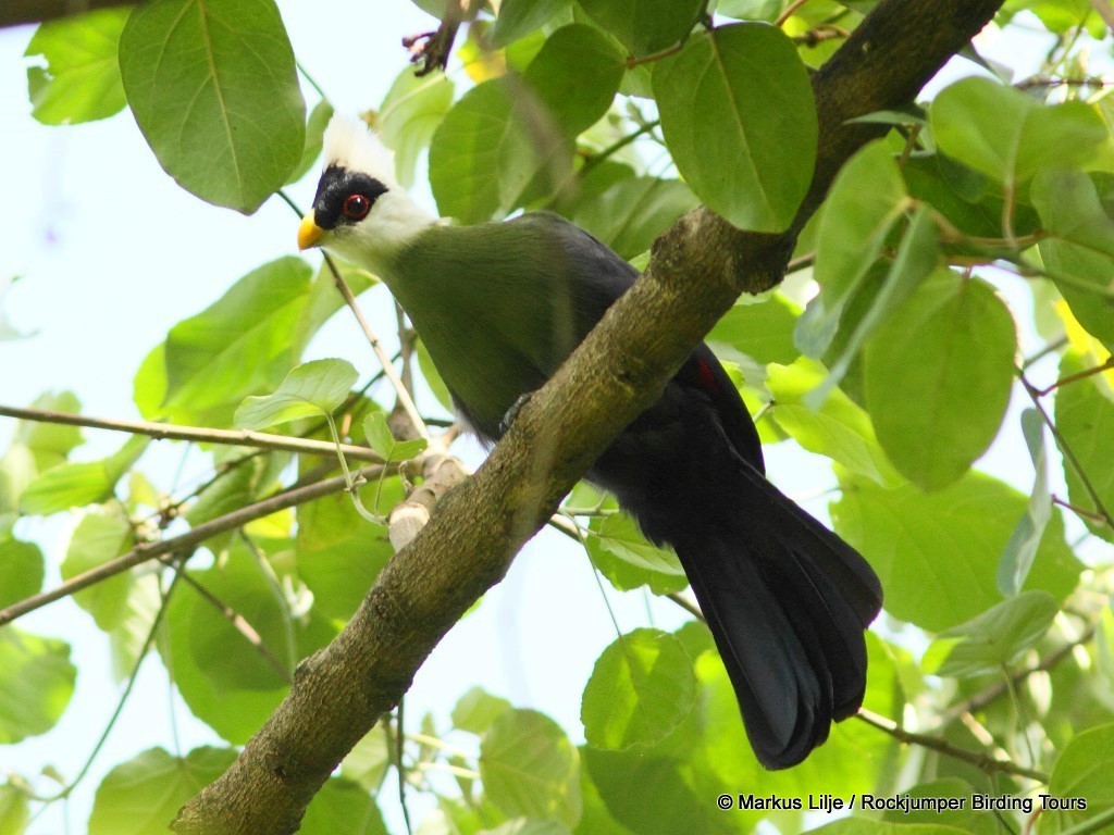 White-crested Turaco - ML206149041