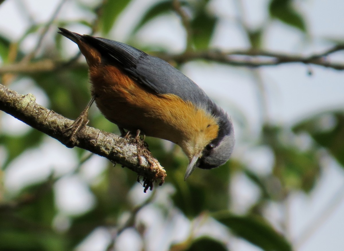 White-tailed Nuthatch - ML206149291