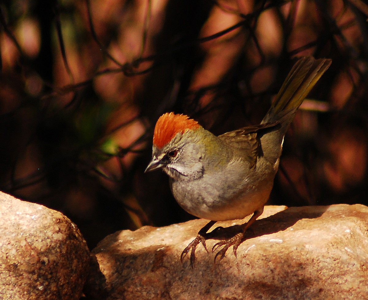 Green-tailed Towhee - Mike Ross