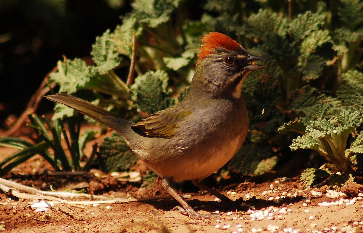 Green-tailed Towhee - Mike Ross