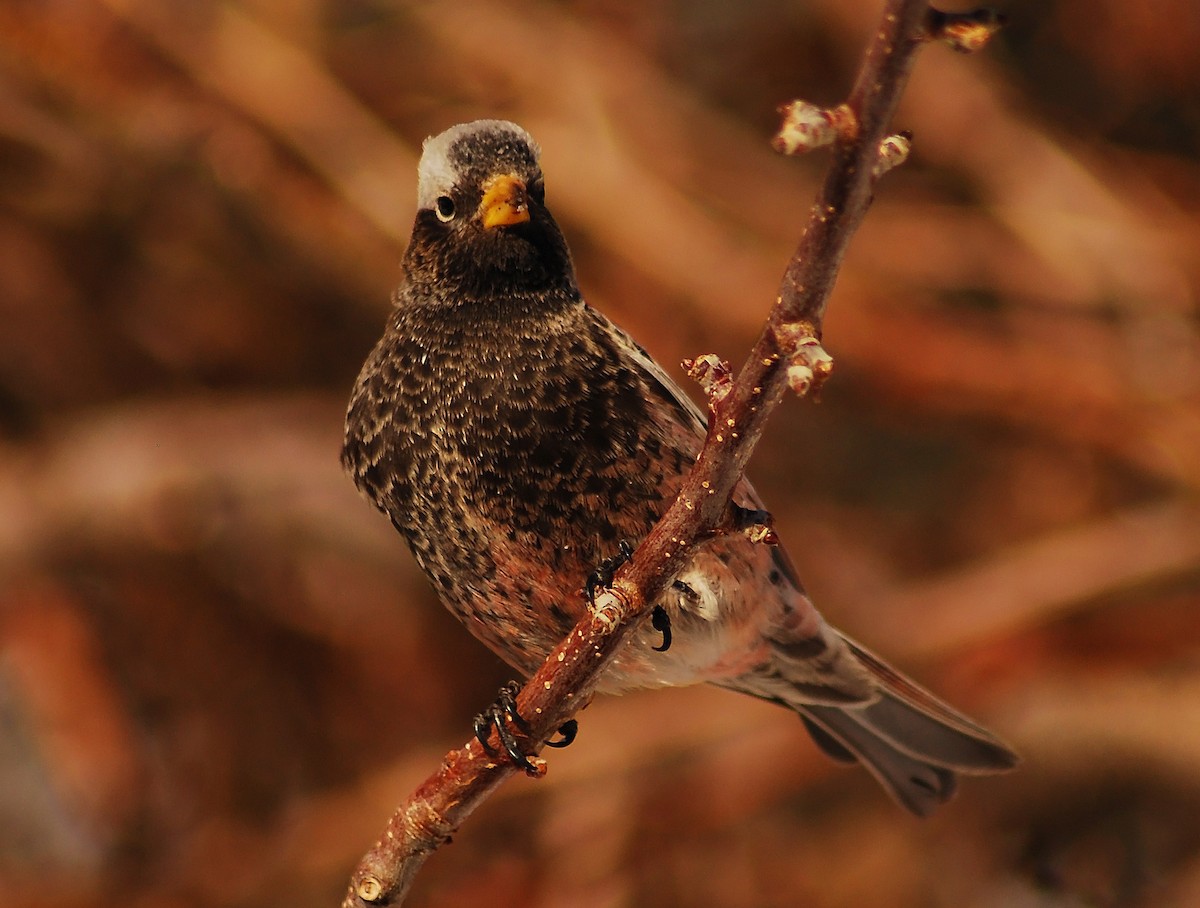 Black Rosy-Finch - Mike Ross