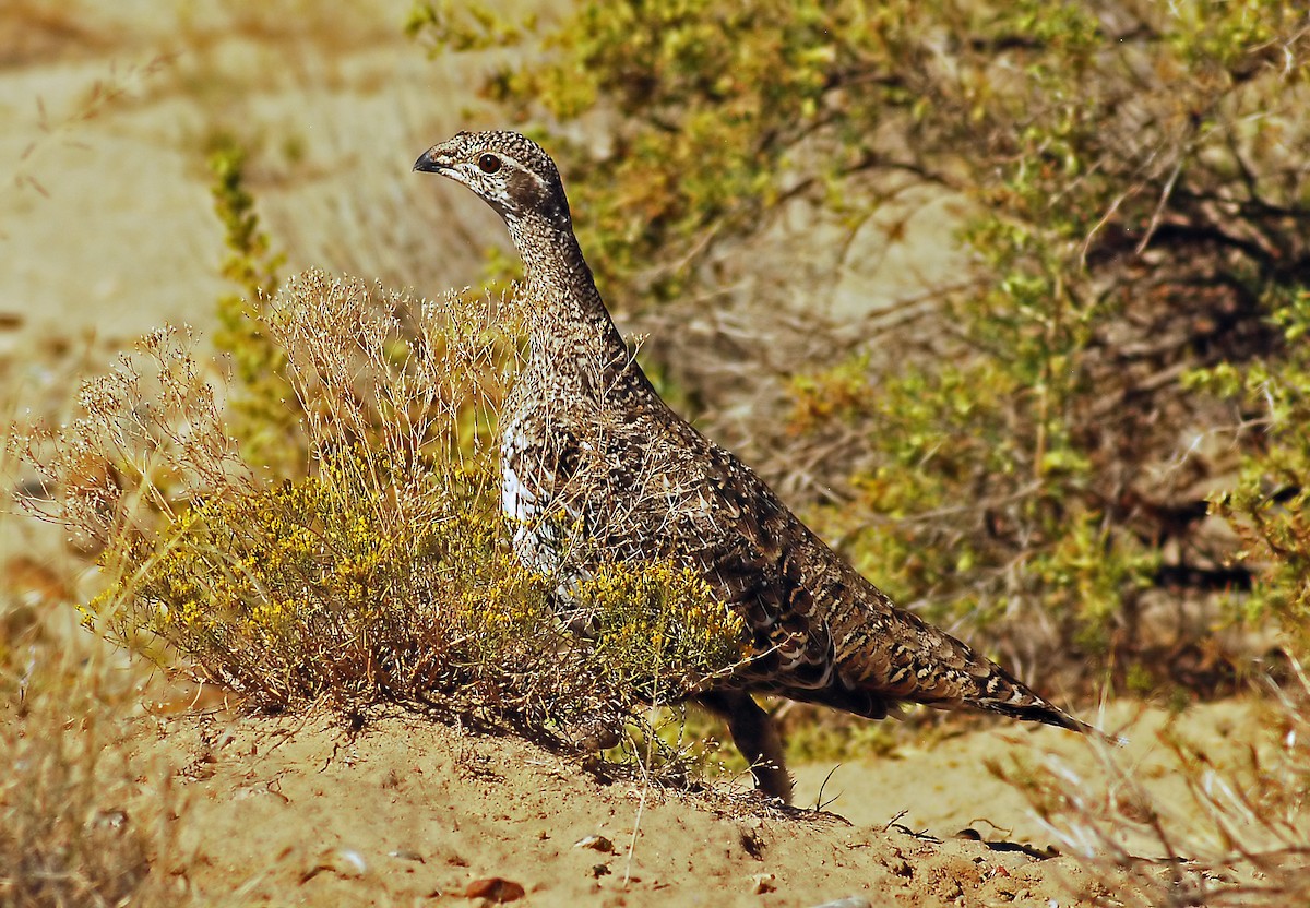 Greater Sage-Grouse - Mike Ross