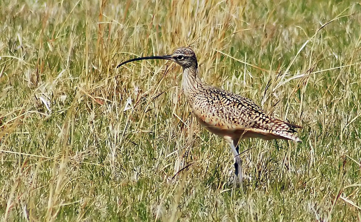 Long-billed Curlew - Mike Ross