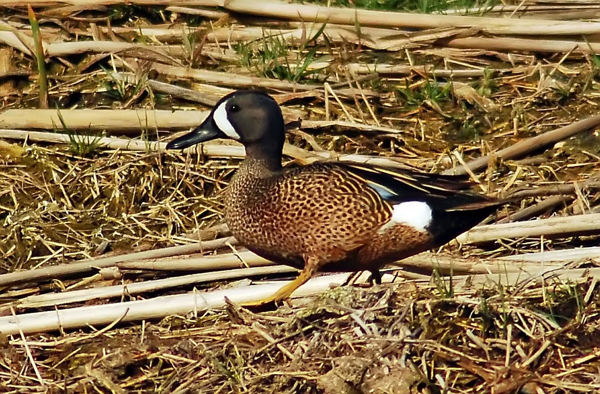 Blue-winged Teal - ML206150481