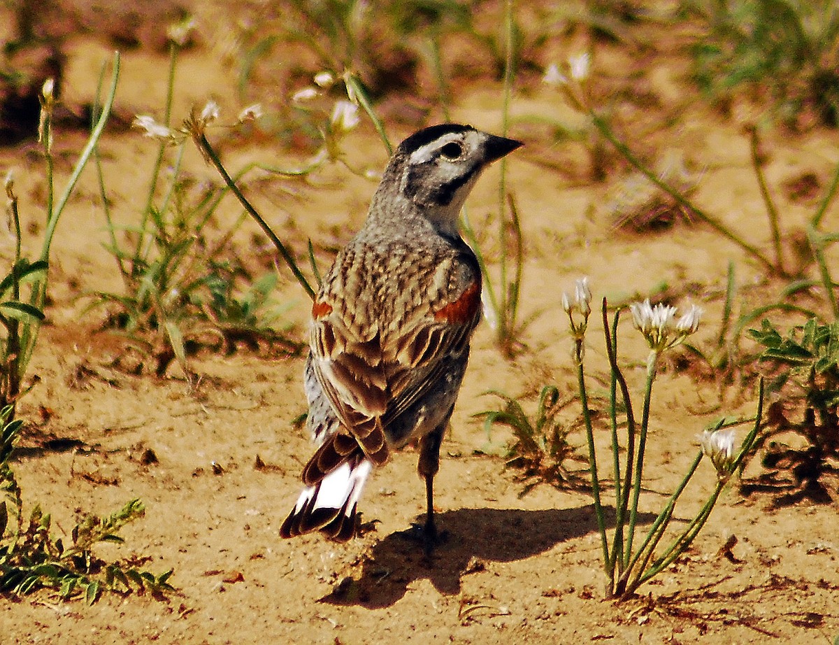 Thick-billed Longspur - Mike Ross