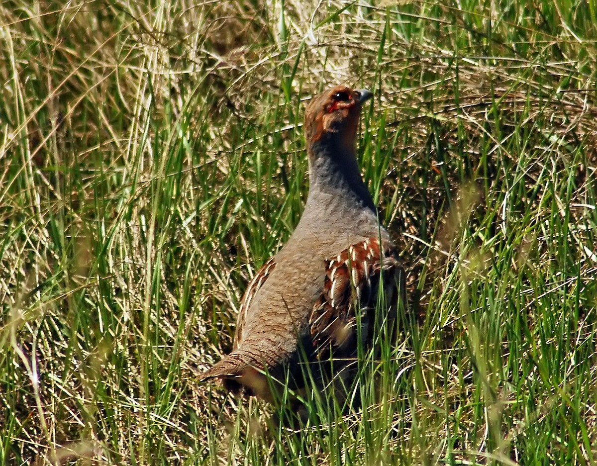 Gray Partridge - Mike Ross