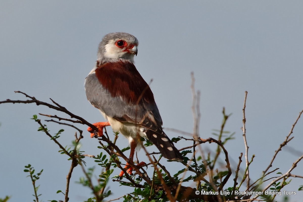 Pygmy Falcon - Markus Lilje