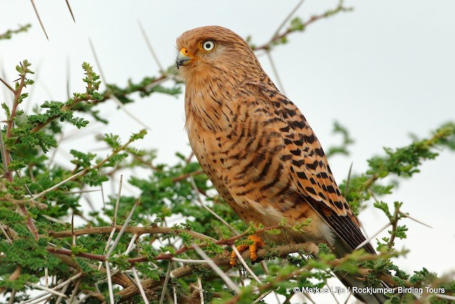 Greater Kestrel