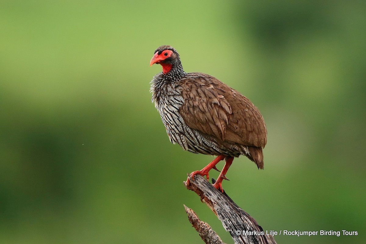 Red-necked Francolin - ML206150821
