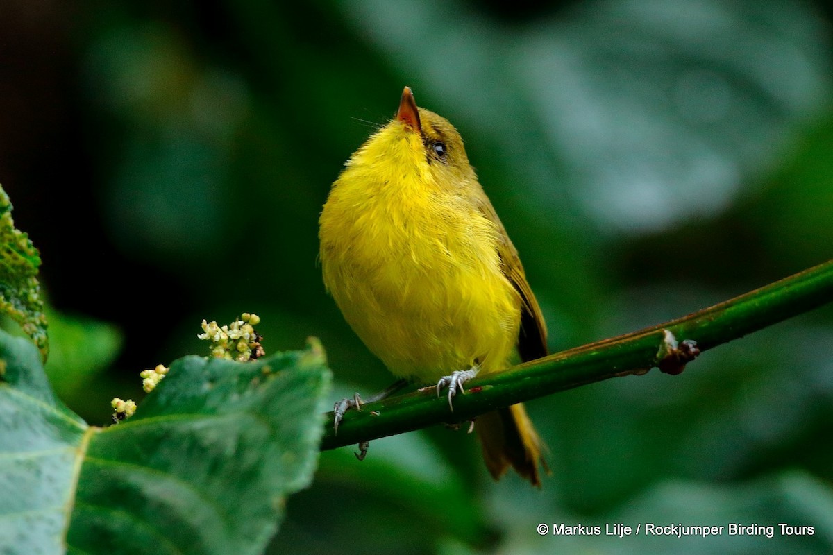 Mountain Yellow-Warbler - Markus Lilje