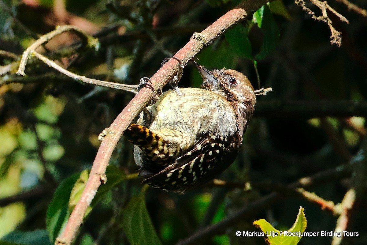 Brown-backed Woodpecker - Markus Lilje