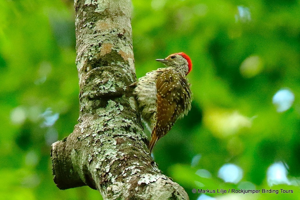 Green-backed Woodpecker (Spot-backed) - Markus Lilje