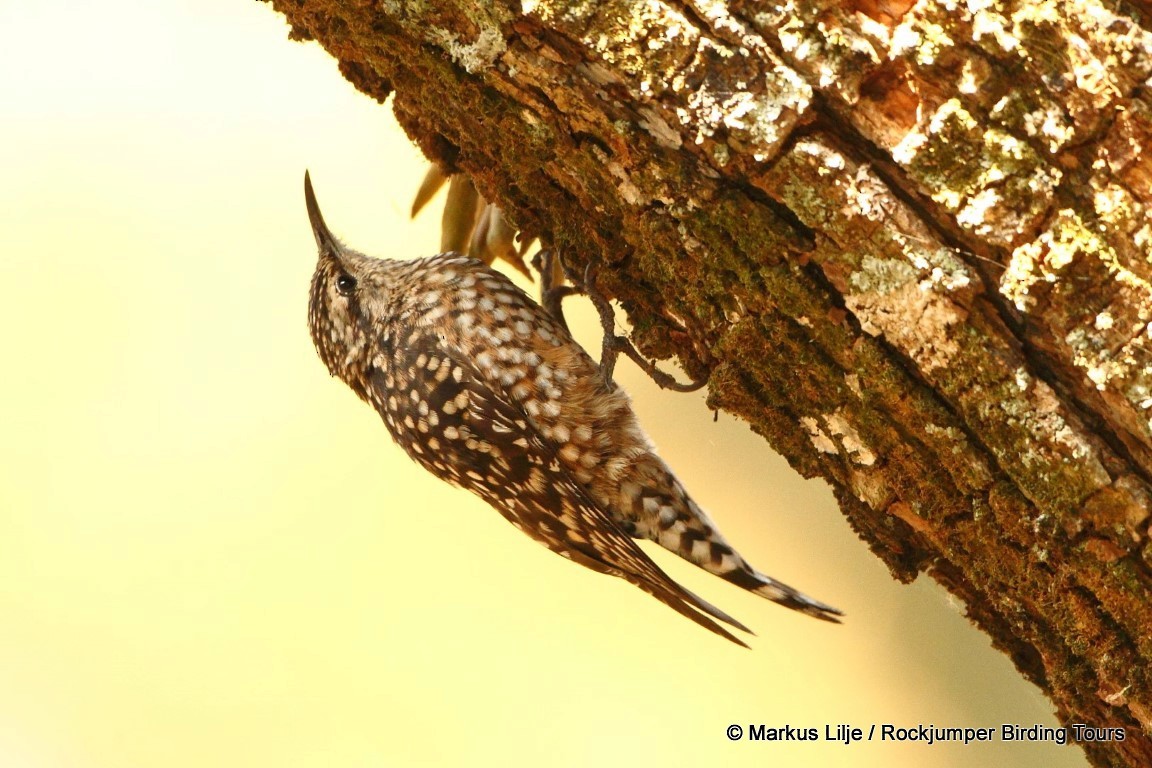 African Spotted Creeper - ML206151181