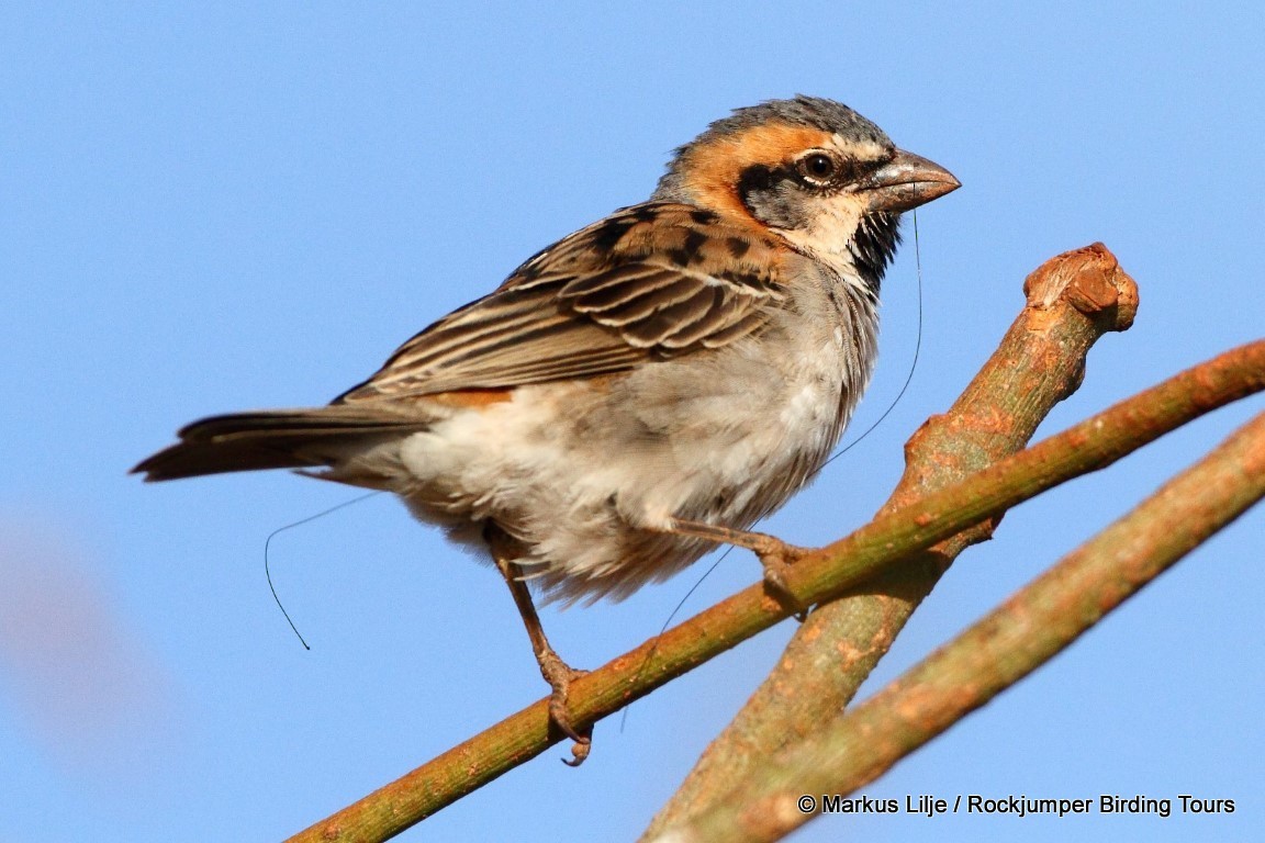 Shelley's Rufous Sparrow - ML206151191