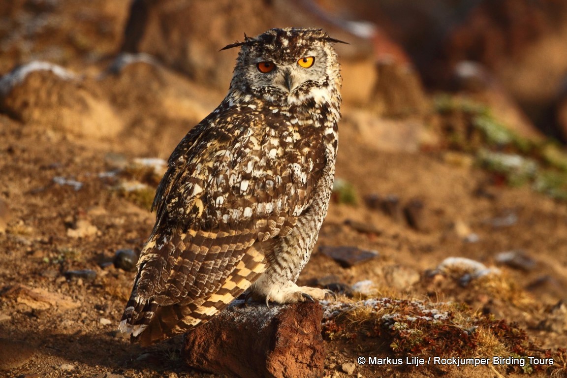 Cape Eagle-Owl - Markus Lilje