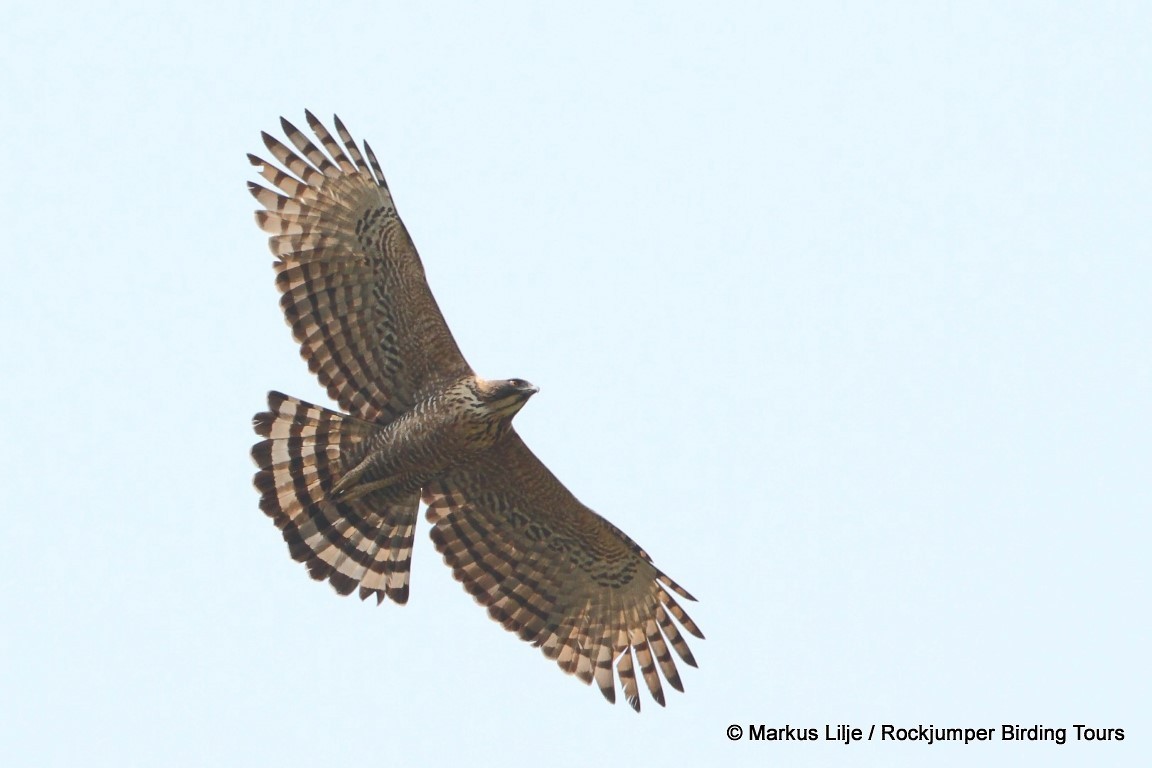 Mountain Hawk-Eagle - Markus Lilje