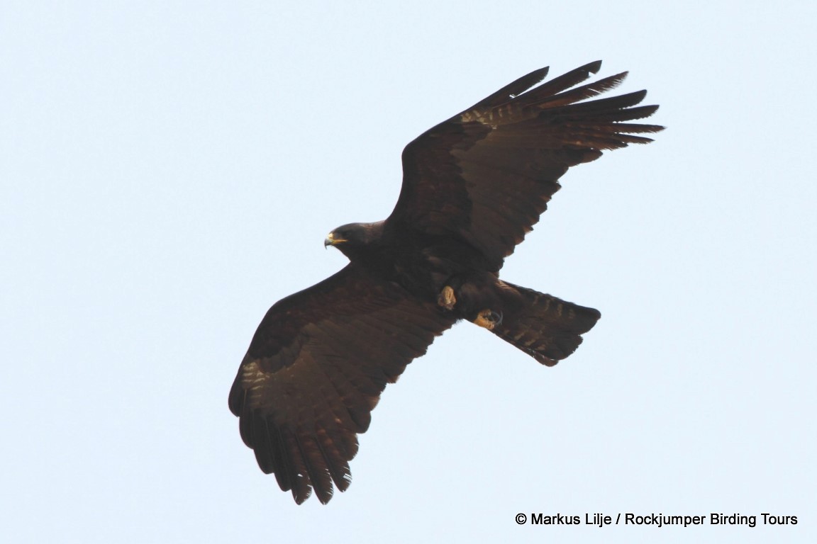Black Eagle - Markus Lilje