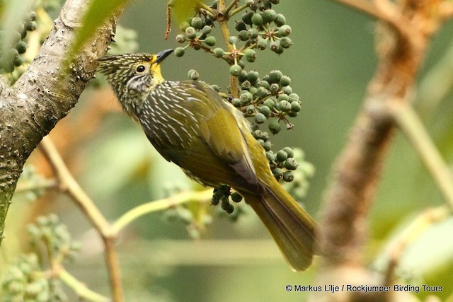 Photos - Striated Bulbul - Pycnonotus striatus - Birds of the World