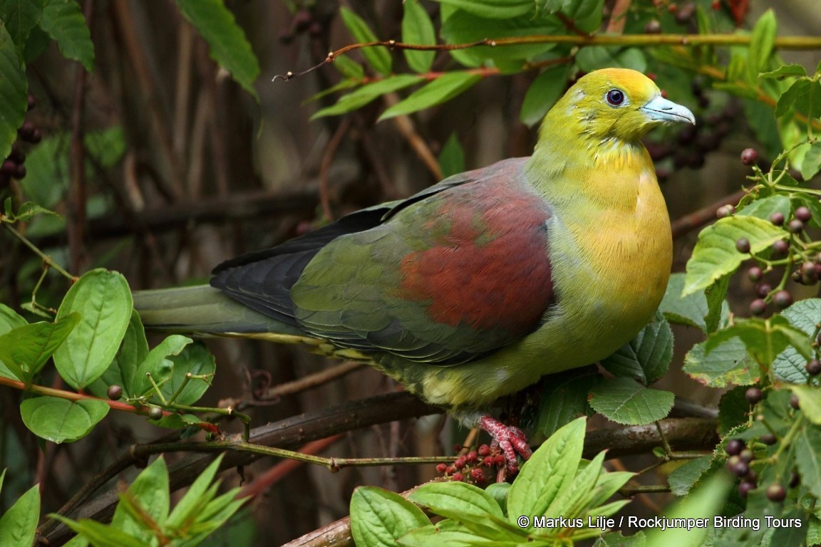 Wedge-tailed Green-Pigeon - ML206151471