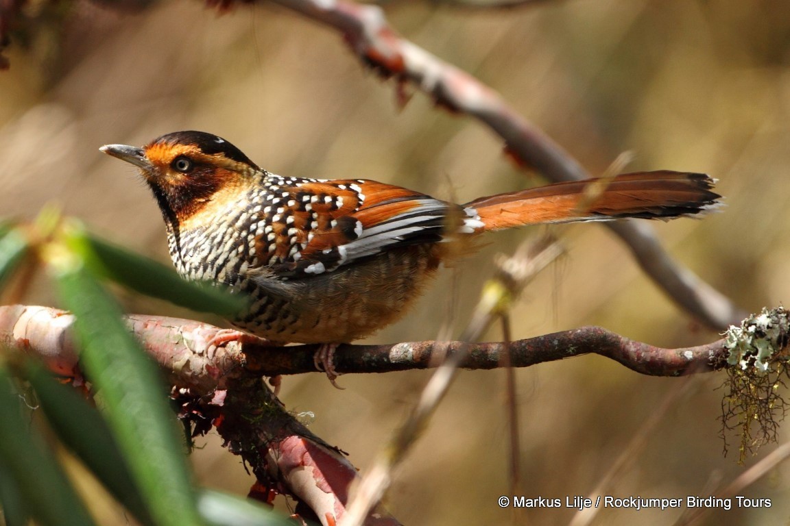 Spotted Laughingthrush - ML206151531