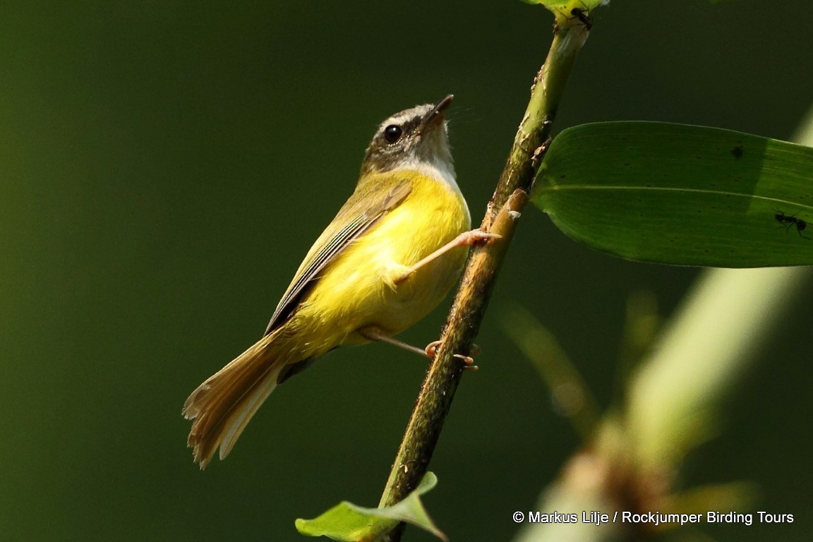 Yellow-bellied Warbler - Markus Lilje