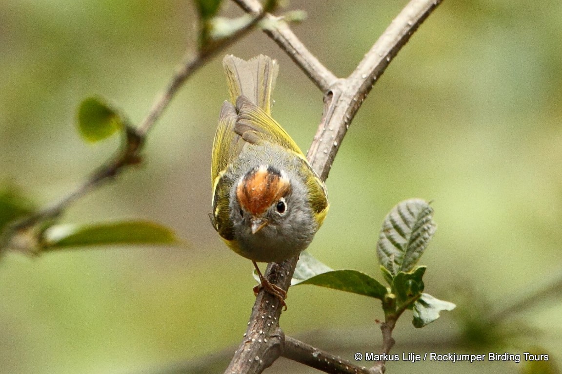 Chestnut-crowned Warbler - ML206151671
