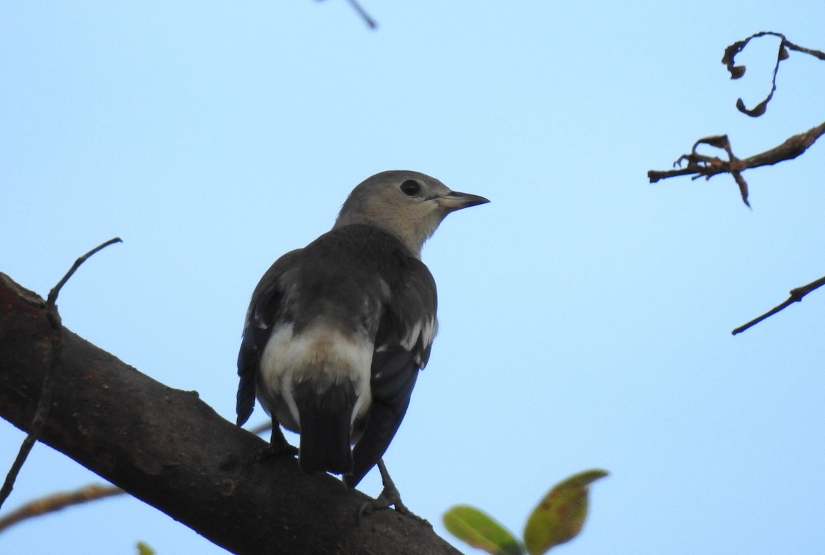 Daurian Starling - Nimali Digo & Thilanka Edirisinghe