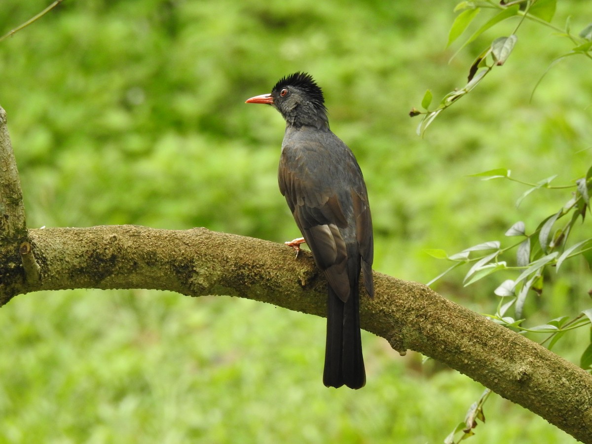 Square-tailed Bulbul (Sri Lanka) - ML206151741