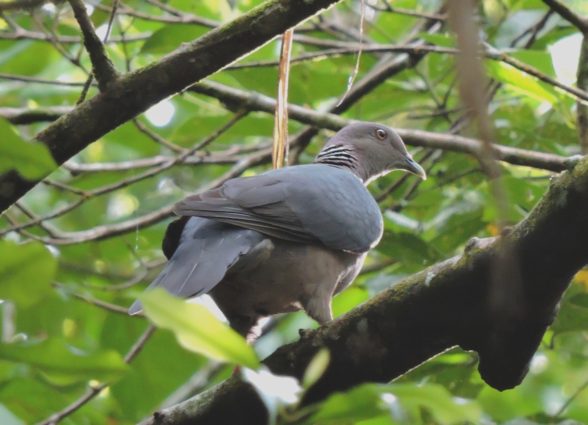 Sri Lanka Wood-Pigeon - Nimali Digo & Thilanka Edirisinghe