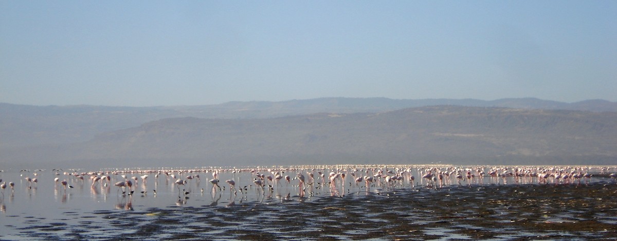 Lesser Flamingo - Nimali Digo & Thilanka Edirisinghe