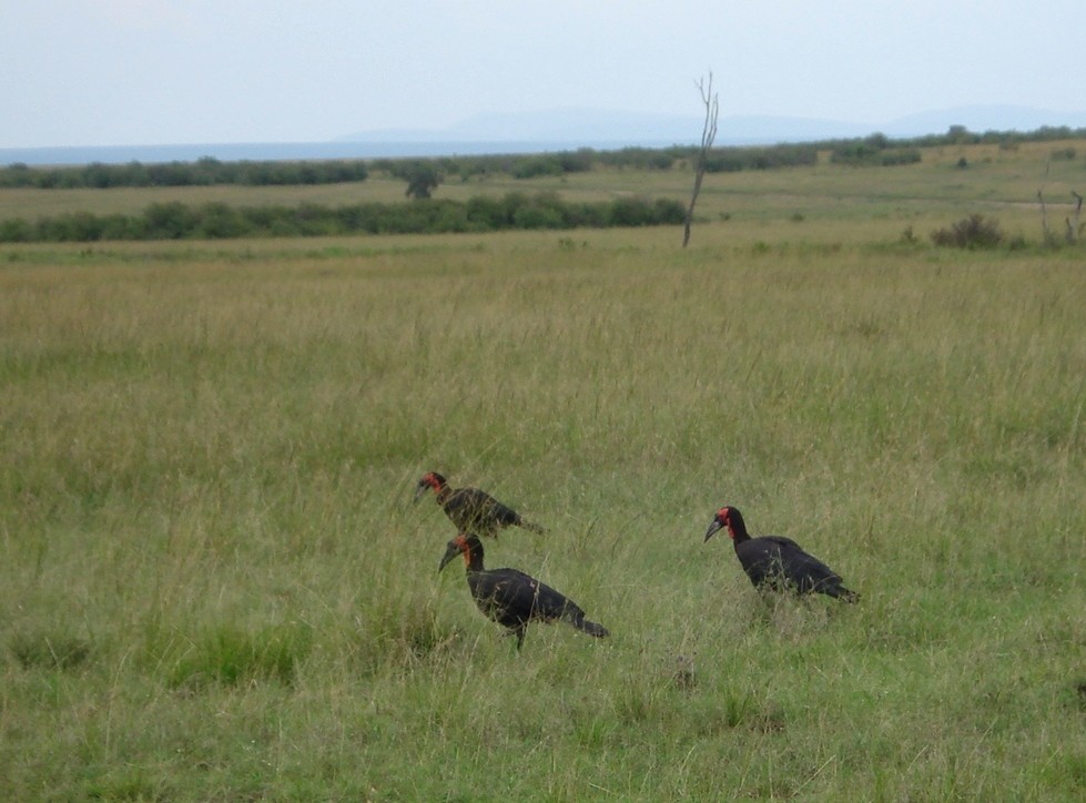 Southern Ground-Hornbill - Nimali Digo & Thilanka Edirisinghe