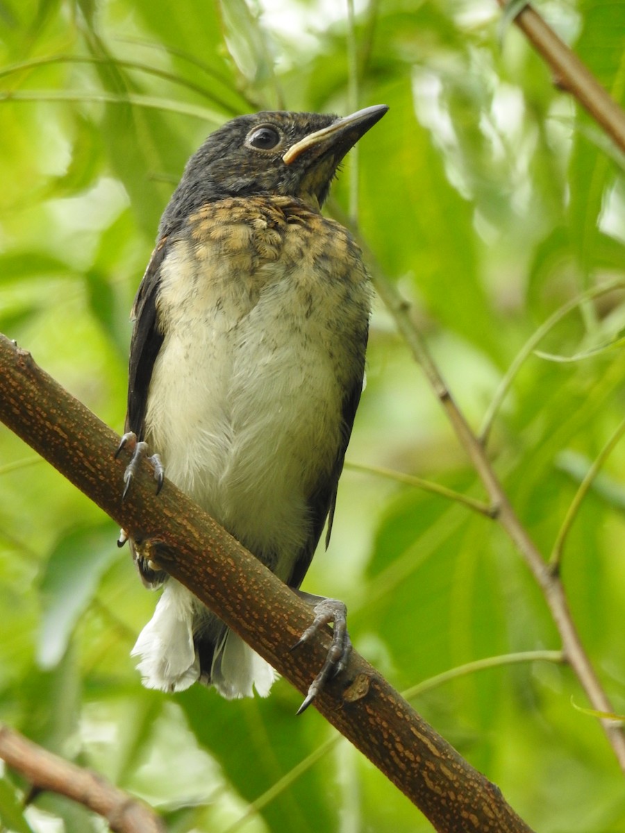 Oriental Magpie-Robin (Oriental) - Nimali Digo & Thilanka Edirisinghe