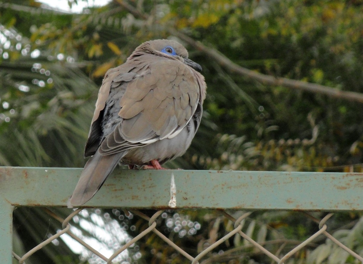West Peruvian Dove - ML206152091