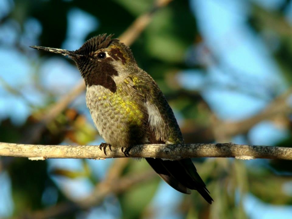 Anna's Hummingbird - ML206152231
