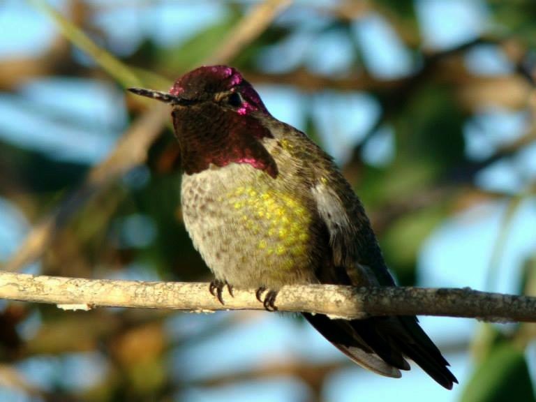 Anna's Hummingbird - ML206152241