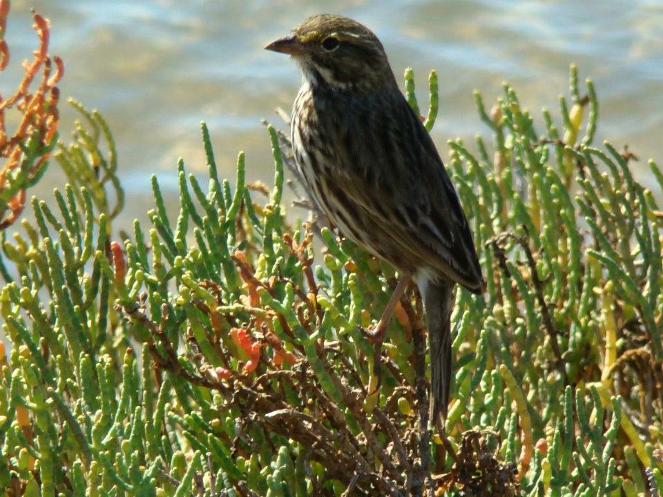 Savannah Sparrow (Savannah) - ML206152261